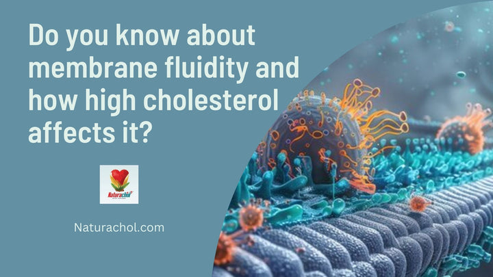 how high cholesterol affects membrane fluidity