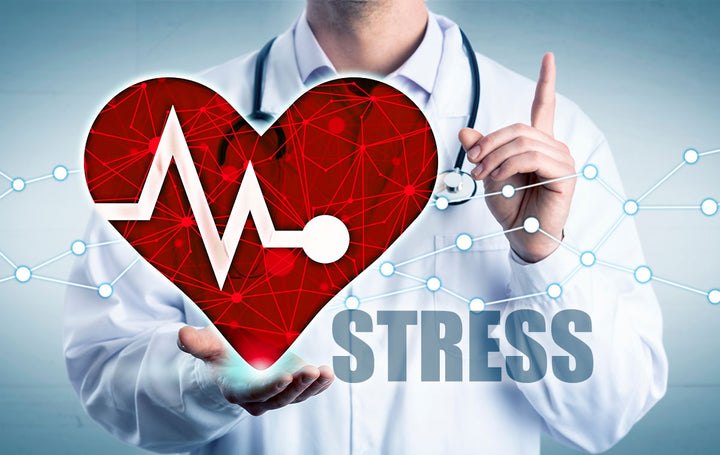 How does stress affect your cardiovascular system?